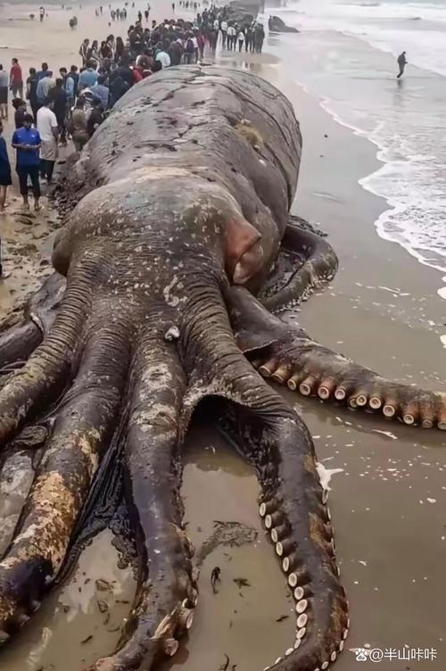 东河水怪实为塑料布？专家揭秘章鱼惊魂视频真相