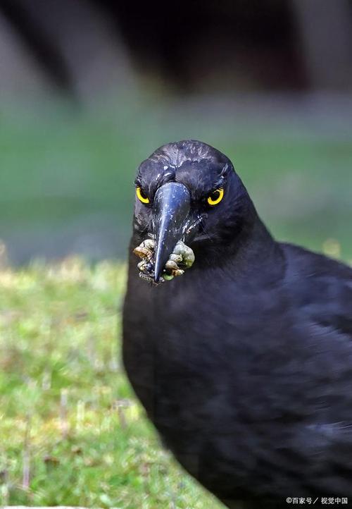 乌鸦森林之谜鸦林迷雾_乌鸦森林之谜游戏_乌鸦森林之谜