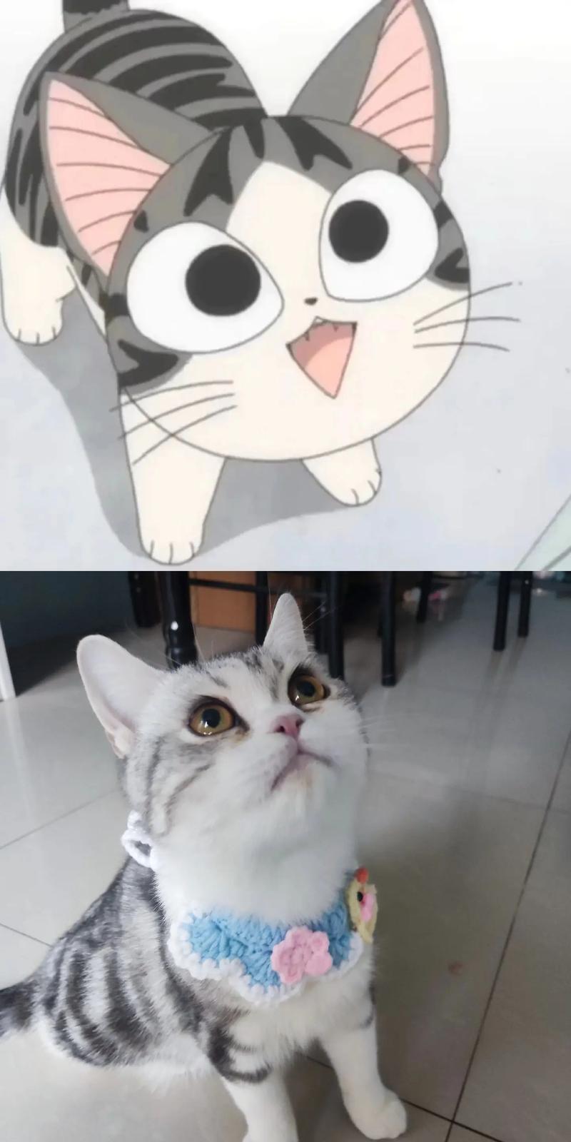 甜甜猫私房表情包下载_甜甜私房猫表情包_甜甜私房猫表情2微信