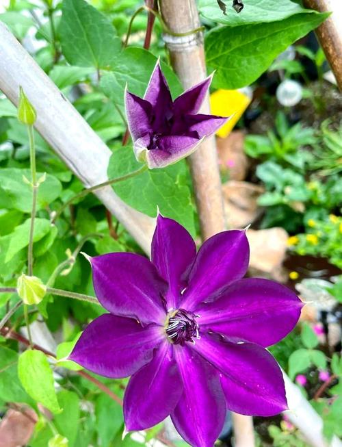 紫英_紫英花_紫英文