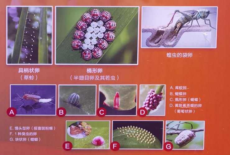 破坏罗特斯的卵_破坏罗特斯的卵_破坏罗特斯的卵