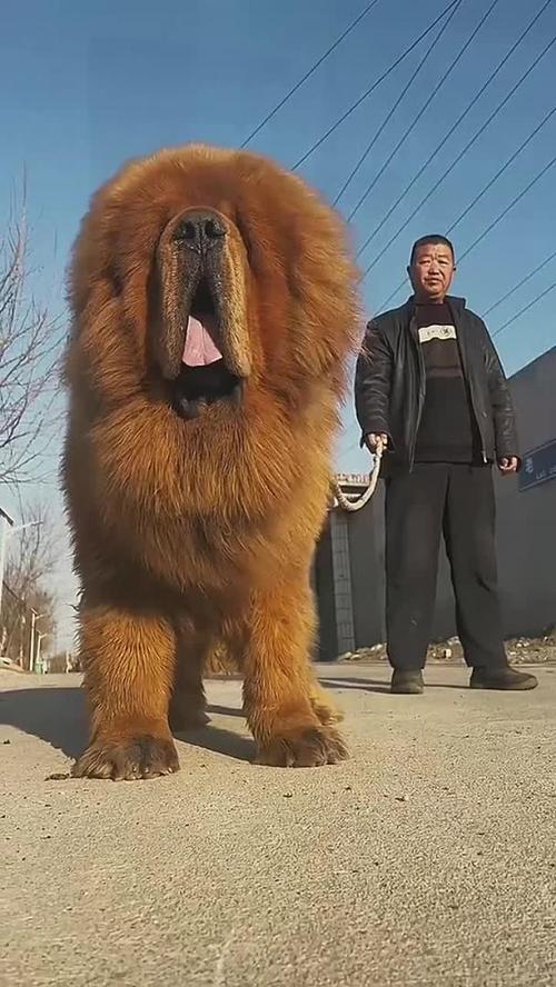 天龙藏獒_天龙藏獒的图片_藏獒天宝