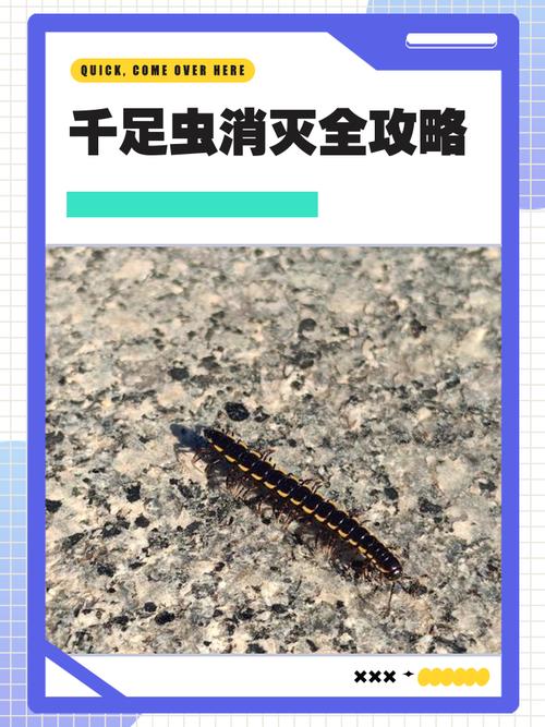 阿努布雷坎_坎东布雷_坎布萨诺