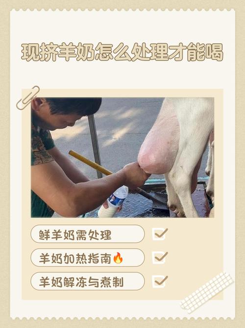 畜牧专家揭秘：挤奶工作严肃流程，驳斥给美女挤奶低俗说法