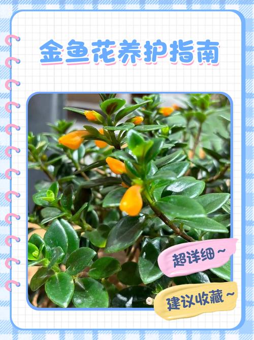 浪漫庄园 金鱼草_金鱼草餐厅_浪漫庄园金鱼在哪钓