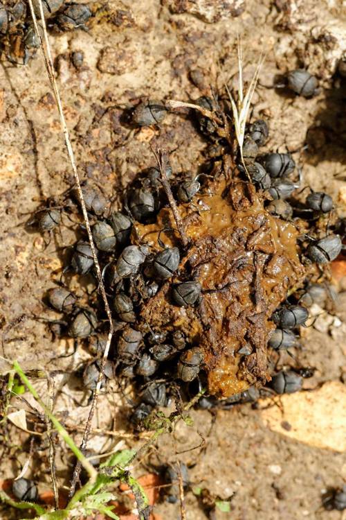 阿努布雷坎怎么打？腐肉甲虫和蝗虫群的处理要点，避免常见失误