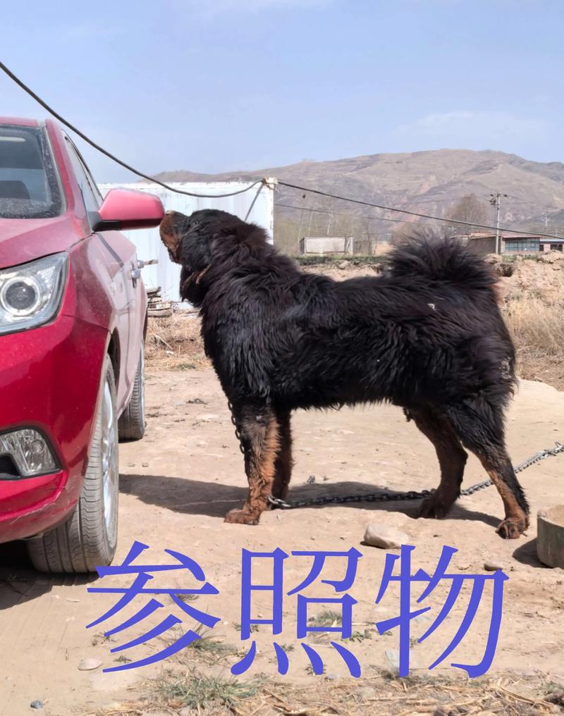 天龙藏獒的图片_天龙藏獒_藏獒天宝