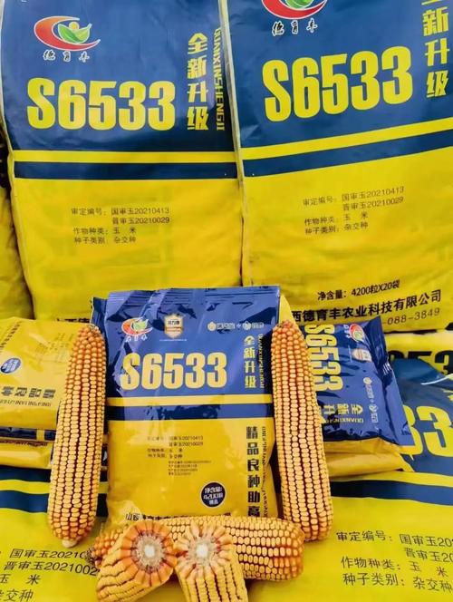 信合369 信合369玉米品种怎么样？抗病抗倒伏及产量表现分析