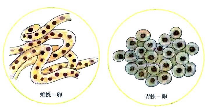 破坏罗特斯的卵_破坏罗特斯的卵_破坏罗特斯的卵