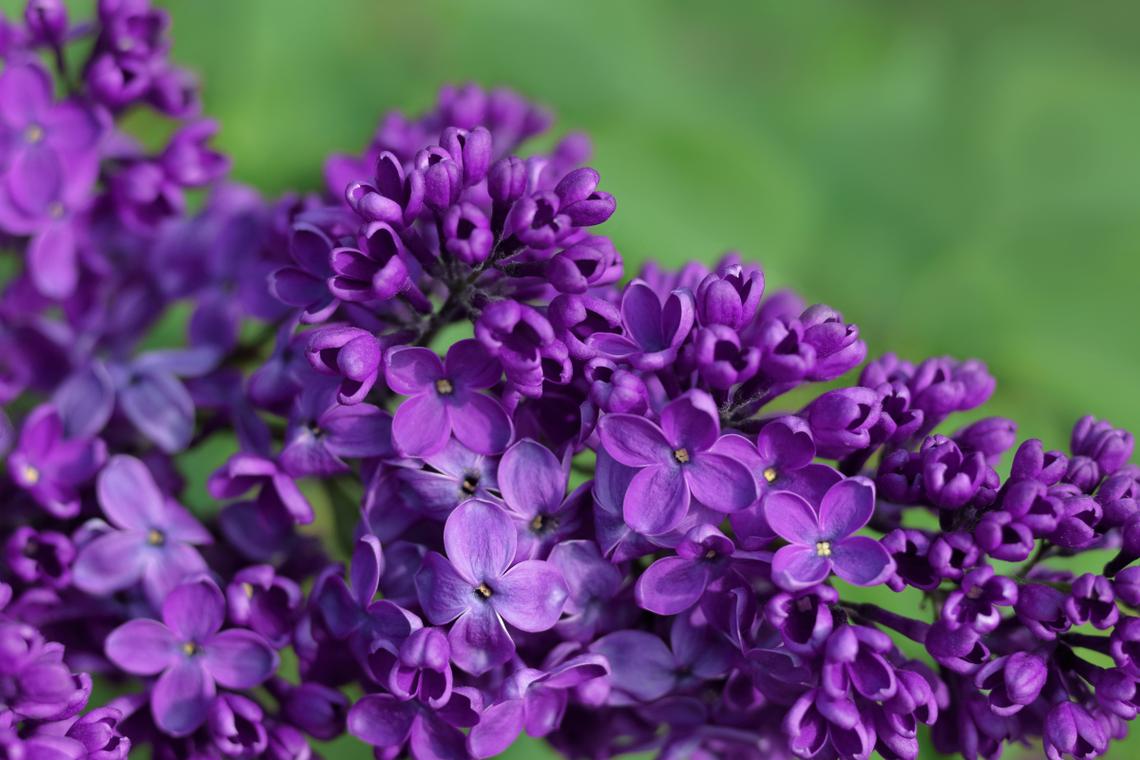 紫英花_紫英_紫英文