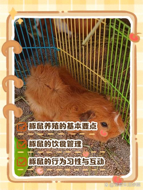 小潘鼠比基尼_小潘鼠潘炜_小潘鼠