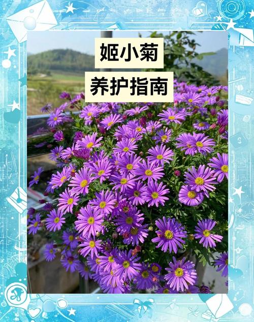 紫英花_紫英_紫英文