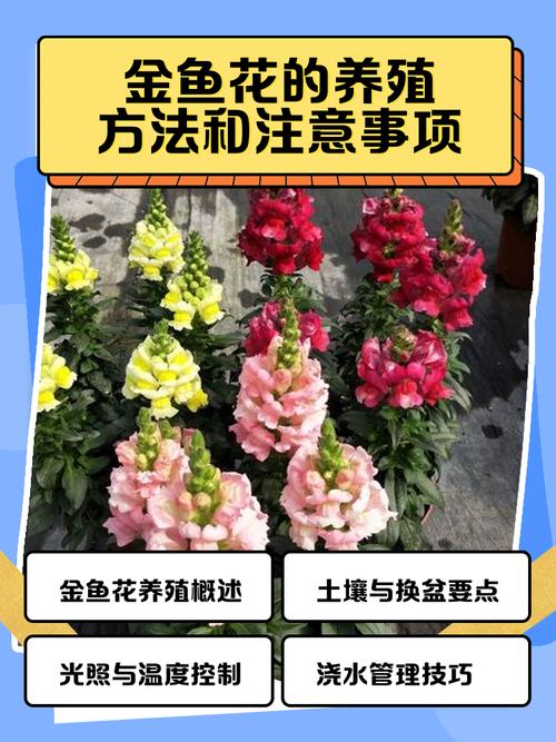 浪漫庄园金鱼在哪钓_金鱼草餐厅_浪漫庄园 金鱼草