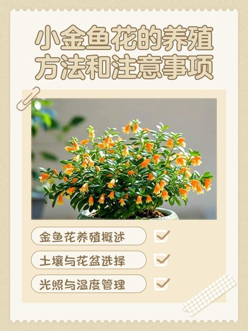 浪漫庄园金鱼在哪钓_浪漫庄园 金鱼草_金鱼草餐厅