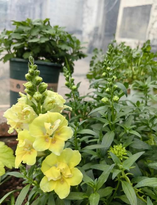 金鱼草怎么种好看？浪漫庄园种植搭配养护攻略