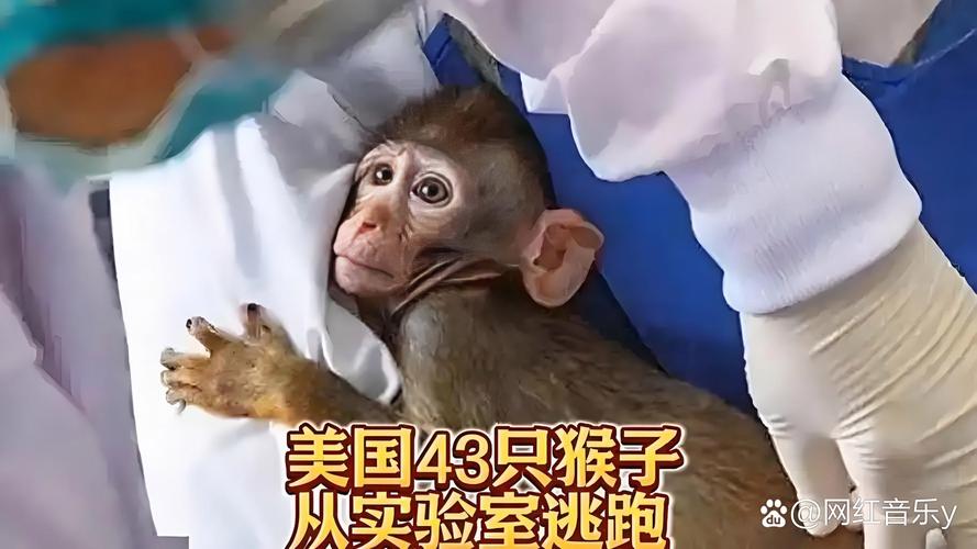 夜光猴4_夜光猴4_夜光猴4