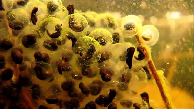 破坏罗特斯的卵_破坏罗特斯的卵_破坏罗特斯的卵