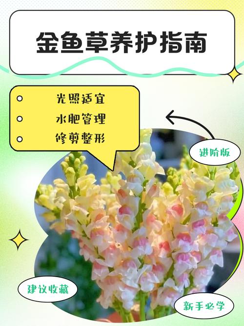 金鱼草餐厅_浪漫庄园 金鱼草_浪漫庄园金鱼在哪钓