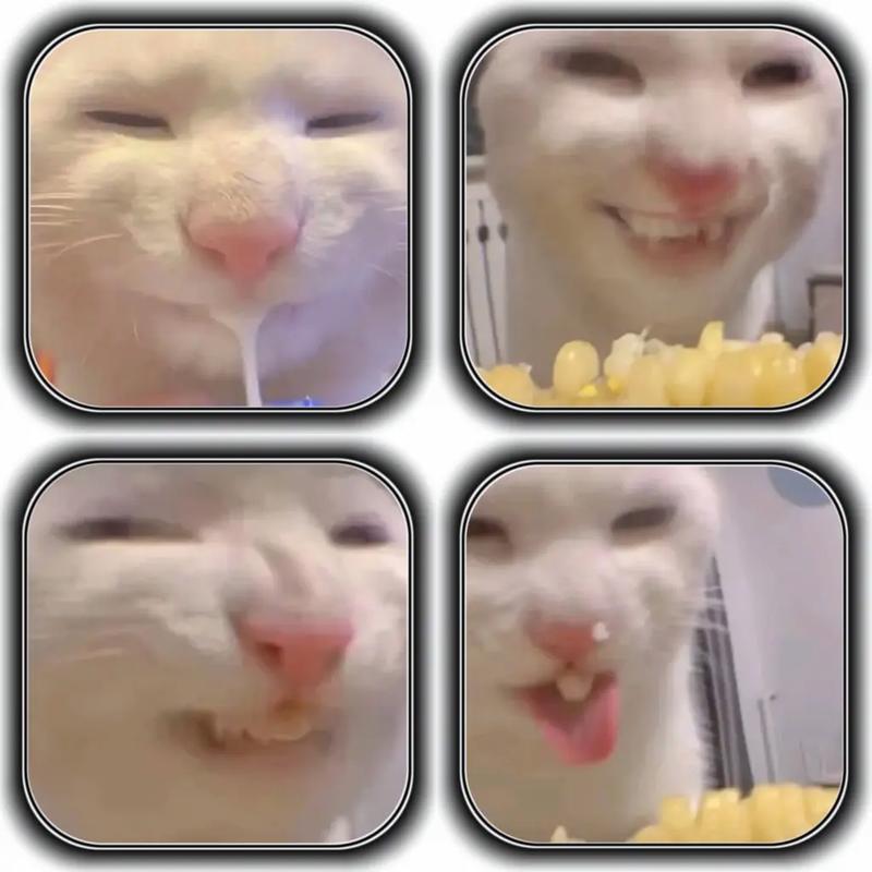 猥琐猫qq表情包_猥琐猫表情包导入微信_猥琐猫表情包长发