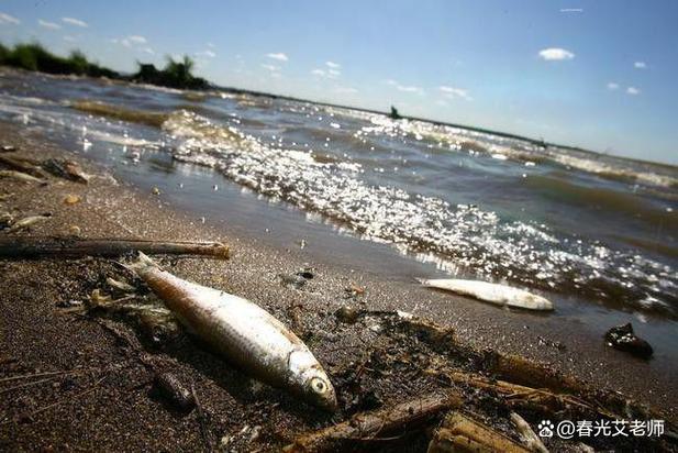 揭秘东海霸王真相：非法捕捞背后的生态灾难与治理之道