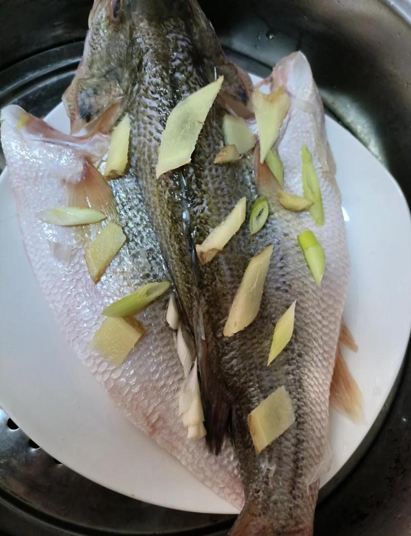 新鲜的夏日鲈鱼_夏日新鲜鲈鱼怎么钓_新鲜的夏日鲈鱼食谱