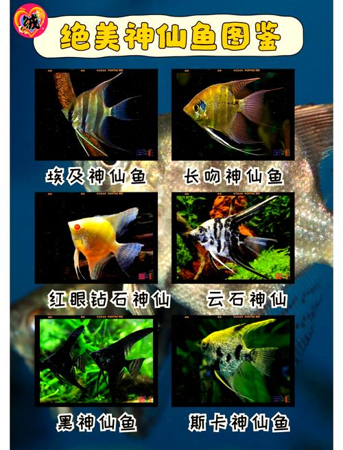 梦幻海底资格攻略_梦幻海底配鱼表_梦幻西游海底