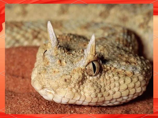 蝰蛇多少钱_蝰蛇多少钱_蝰蛇多少钱