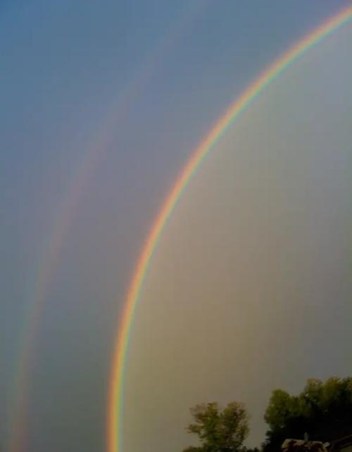 什么是彩虹小草？揭秘其背后的自然现象与人工培育真相