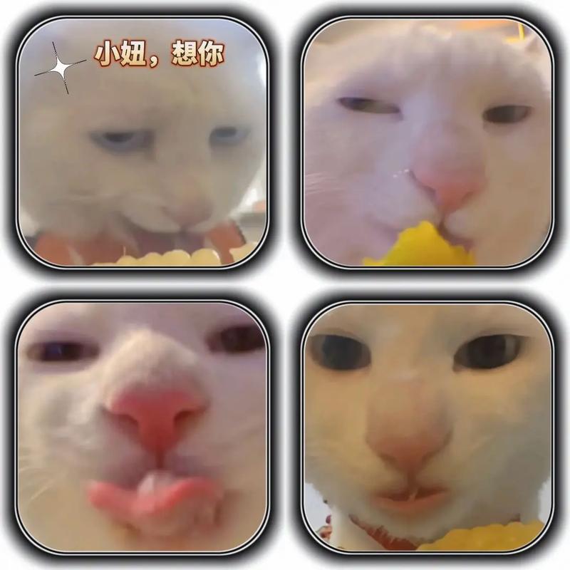 猥琐猫qq表情包_猥琐猫表情包导入微信_猥琐猫表情包长发