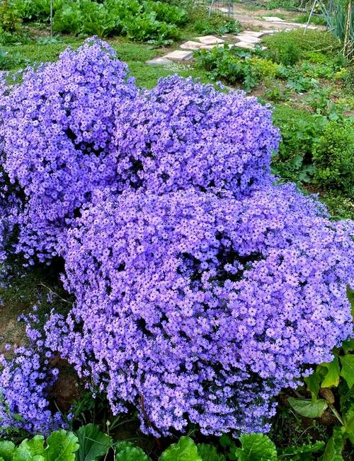 紫英怎么养护？多年生紫色花卉从种植到过冬全指南