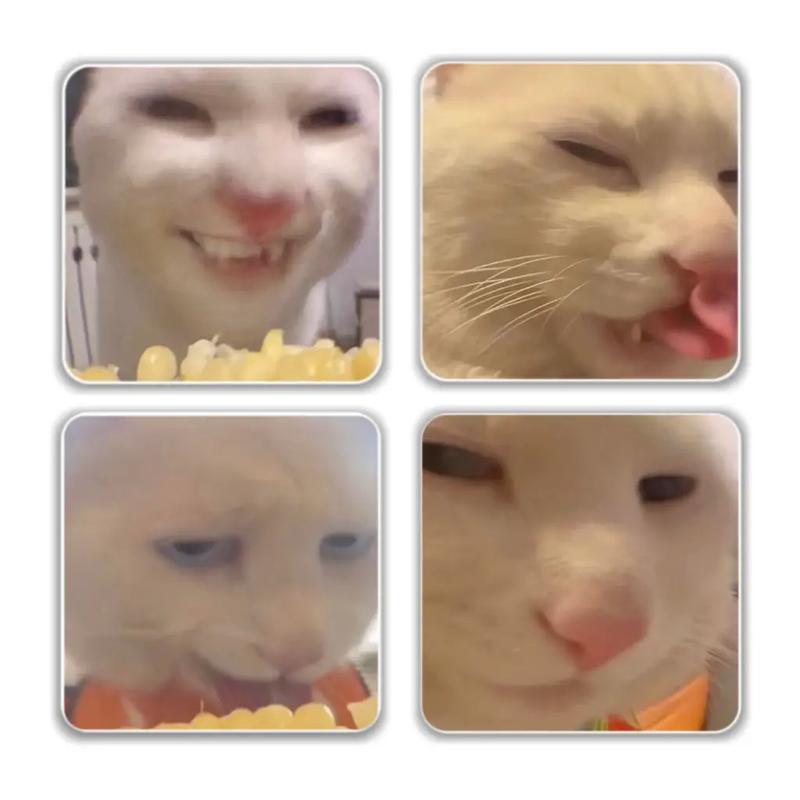 猥琐猫QQ表情包全套下载，搞笑贱萌聊天斗图必备