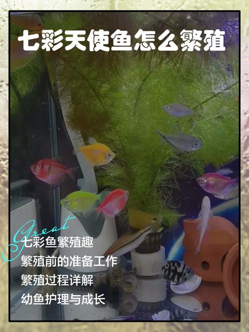 梦幻海底新手配鱼表：从雀鲷到神仙鱼，教你打造和谐水族箱