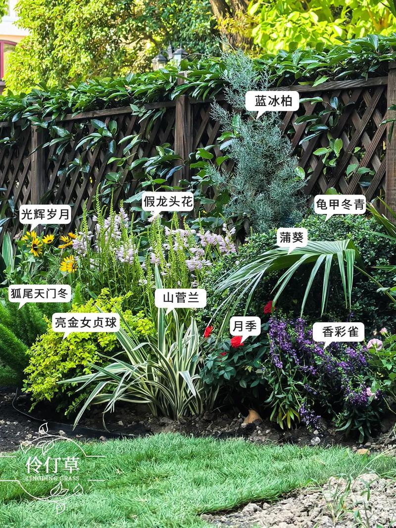 灌木种类_灌木种类名称大全_灌木种类大全图片