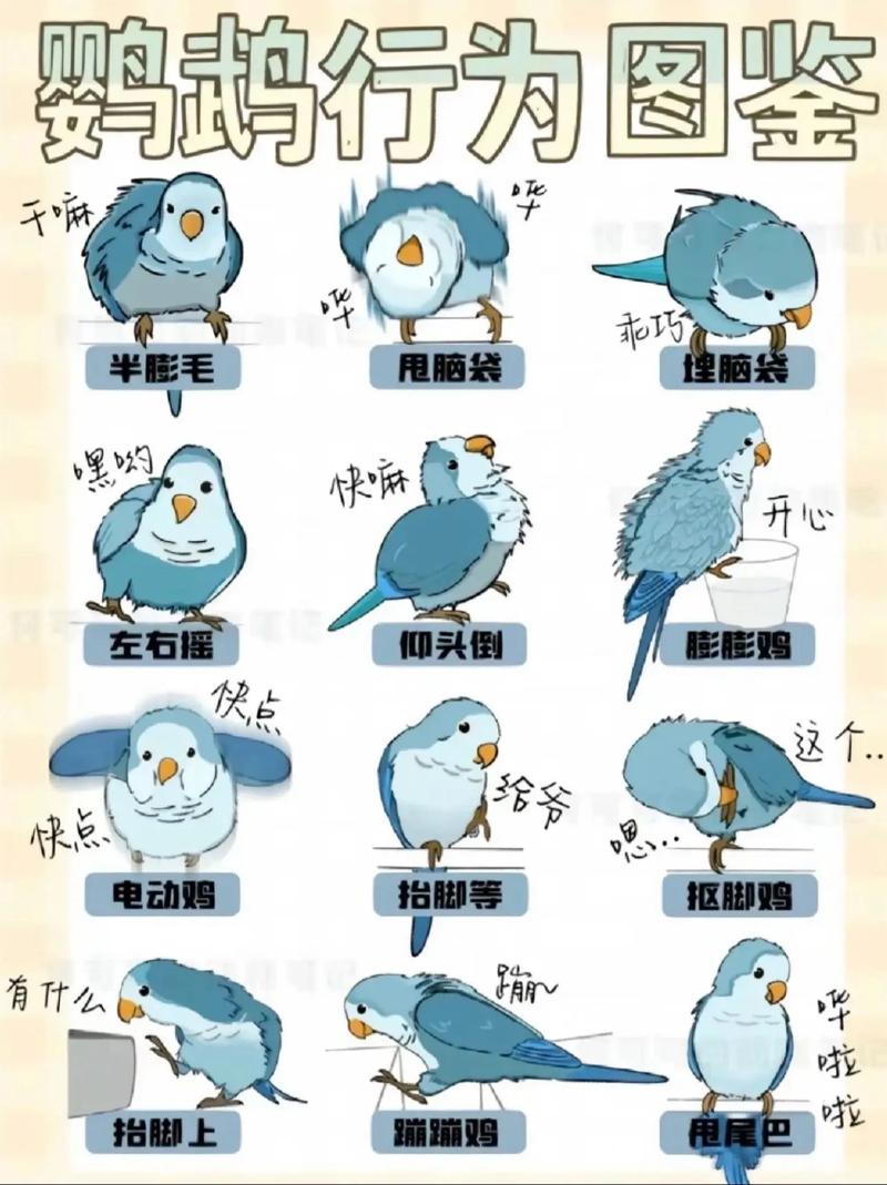 飞禽走兽技巧_飞禽走兽的技巧_技巧飞禽走兽教学视频