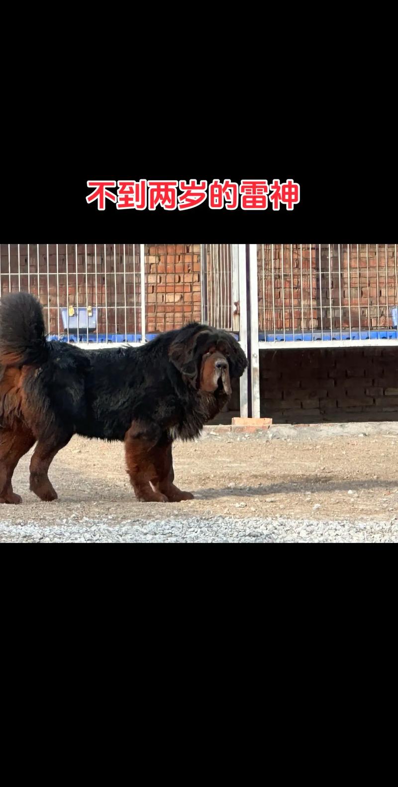 藏獒联盟网_藏獒联盟网大话藏獒_藏獒联盟