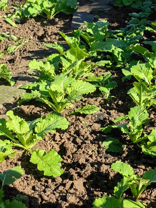 日歌农场_农场歌曲_农场歌咿呀咿呀呦