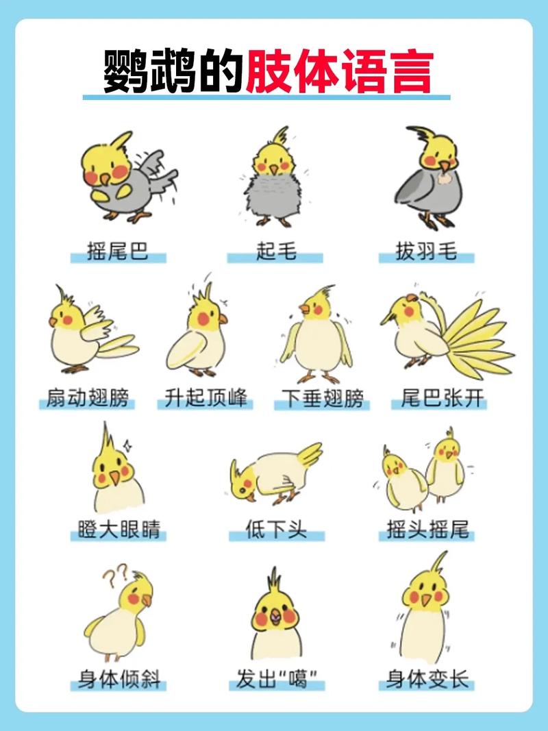 技巧飞禽走兽教学视频_飞禽走兽的技巧_飞禽走兽技巧
