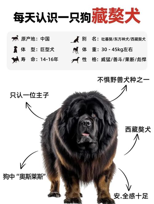 藏獒联盟怎么找？养獒高手教你挑纯种骨架好狗