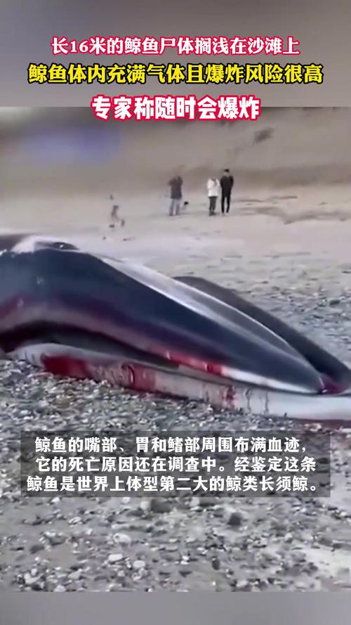抹香鲸爆炸_抹香鲸大爆炸_抹香鲸爆炸的视频