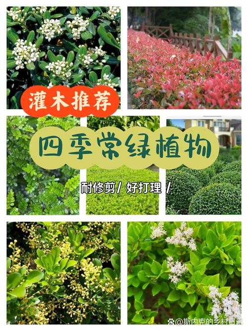 灌木种类名称大全_灌木种类_灌木种类大全图片