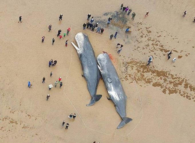 抹香鲸大爆炸_抹香鲸爆炸_抹香鲸爆炸的视频