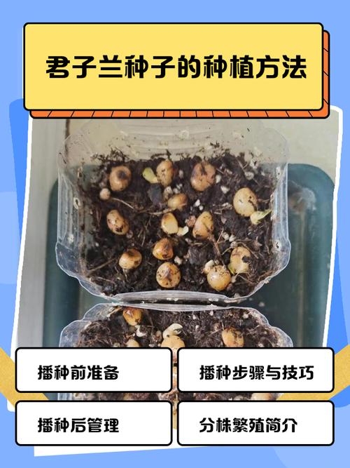 种子利器_种子搜索利器_种子利器下载