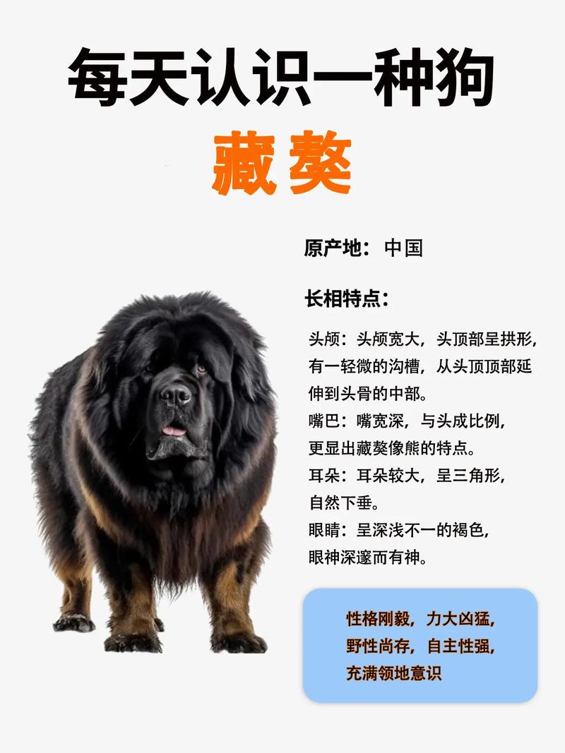 藏獒联盟_藏獒联盟网_藏獒联盟网大话藏獒