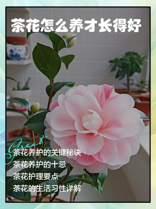 天龙人恶魔果实_天龙恶魔猎手_恶魔天龙