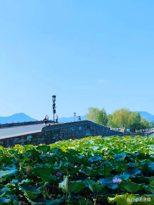 西湖秋日寻秋英，桂花残荷与骑行攻略