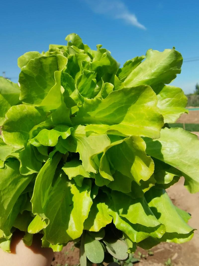 农场歌曲_农场歌咿呀咿呀呦_日歌农场