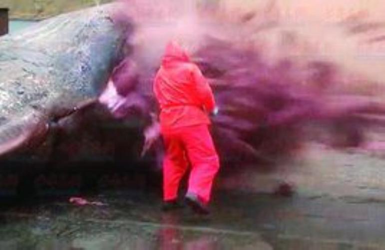 抹香鲸爆炸_抹香鲸爆炸的视频_抹香鲸大爆炸