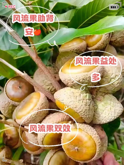 果实网站_果实网中小学继续教育培训入口_果实网