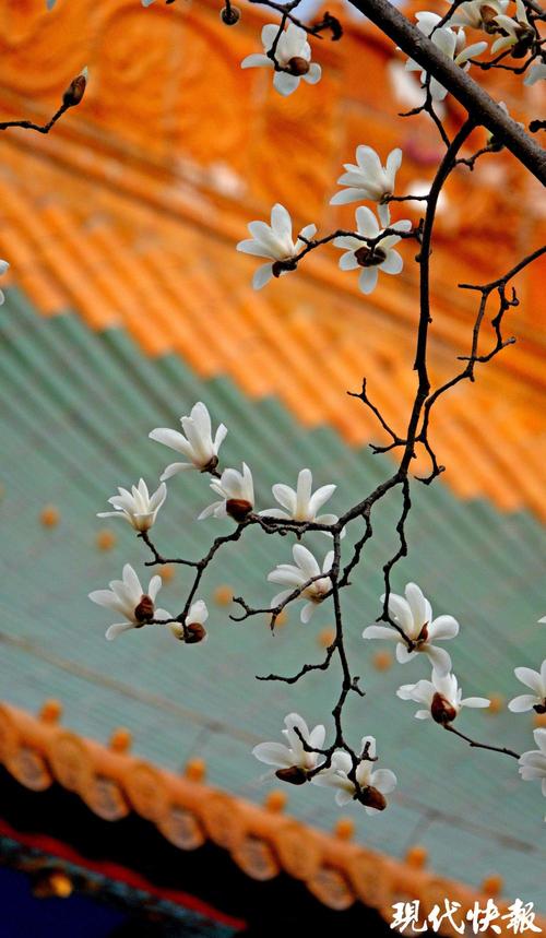 玉兰落了还有桃花，春天花事正好 芳菲尽又何妨
