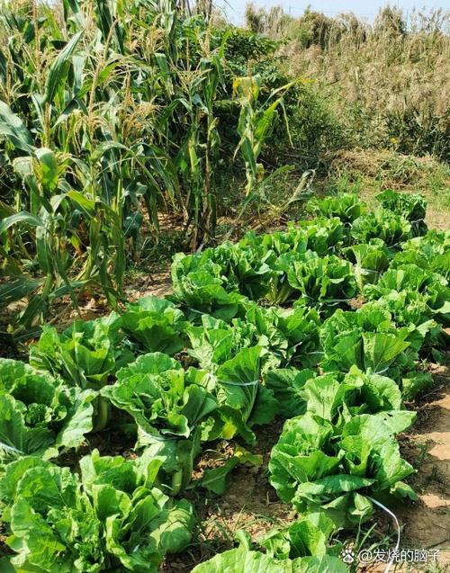 农场歌咿呀咿呀呦_农场歌曲_日歌农场